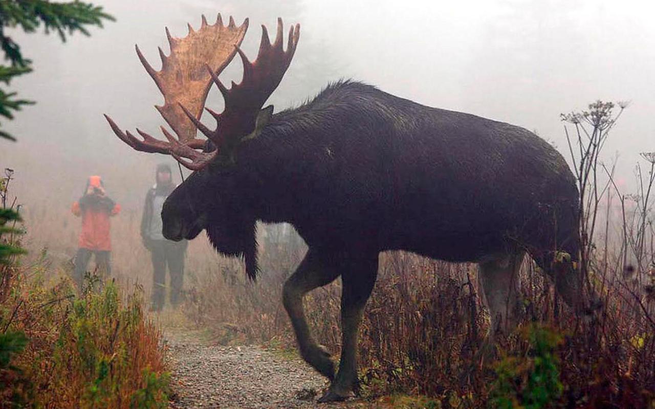 Le Ti Moose Villa La Malbaie Exteriör bild