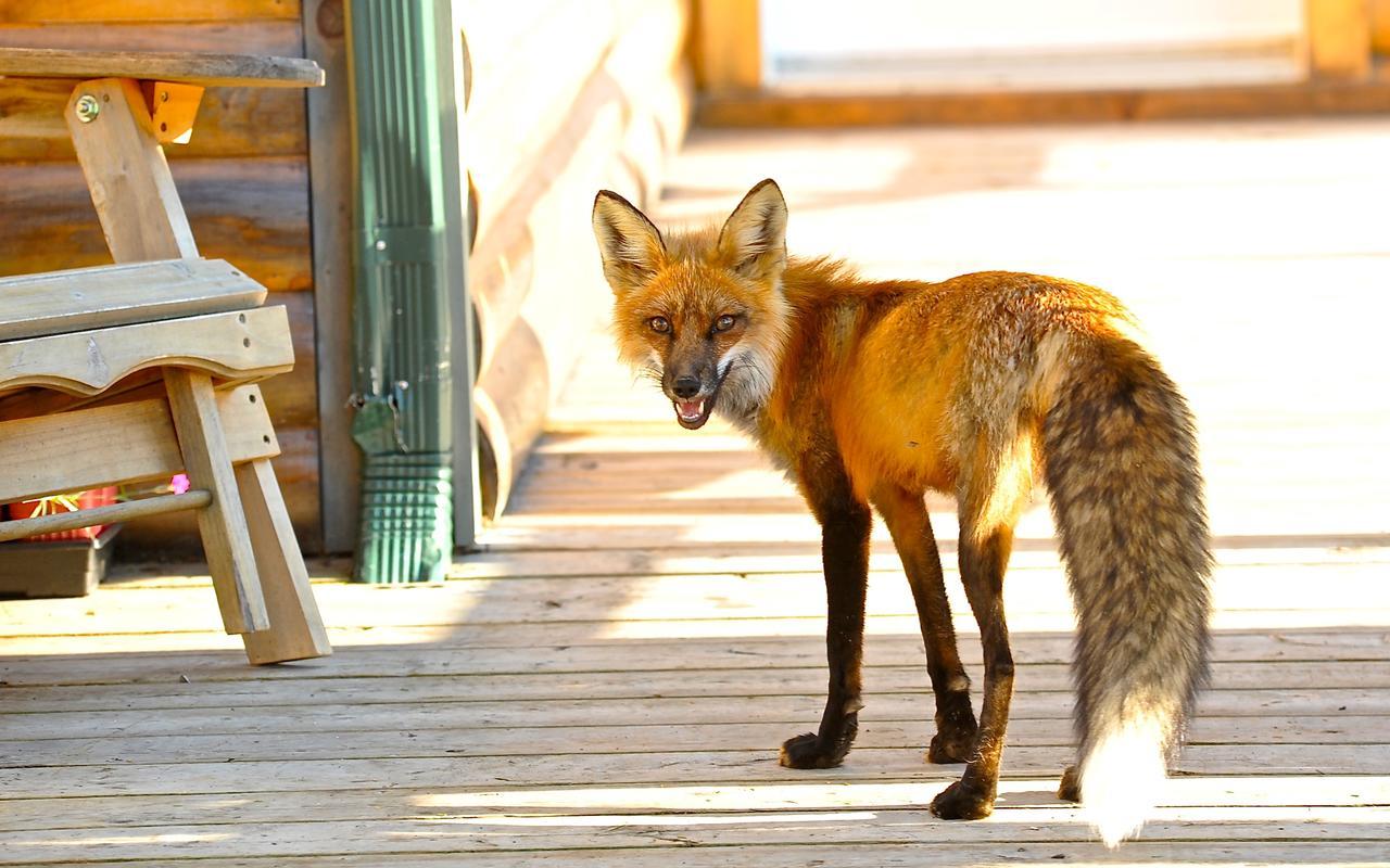 Le Ti Moose Villa La Malbaie Exteriör bild